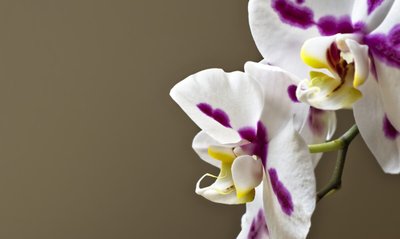 Paraná: Surpreenda e encante com a Giuliana Flores