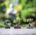 Bonsai: Conheça o seu significado espiritual
