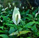 Lírios da Paz: conheça e aprenda a cuidar desta linda flor