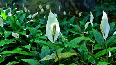 Lírios da Paz: conheça e aprenda a cuidar desta linda flor