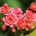 Aprenda a cultivar e cuidar da Kalanchoe, a flor da fortuna