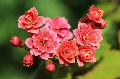 Aprenda a cultivar e cuidar da Kalanchoe, a flor da fortuna