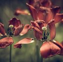 Chegaram os buquês de flores secas da Giuliana Flores