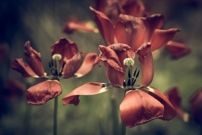 Chegaram os buquês de flores secas da Giuliana Flores