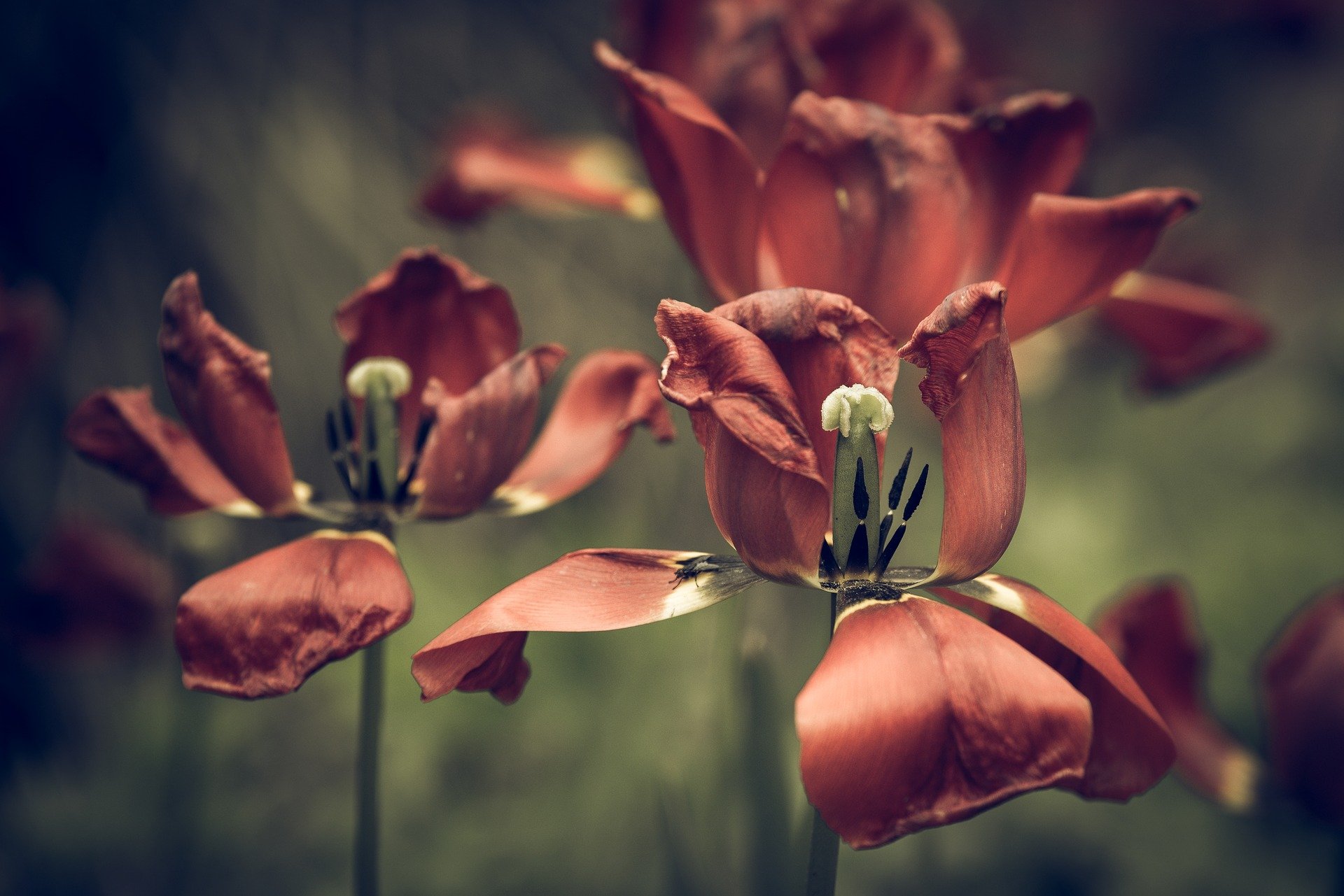 Chegaram os buquês de flores secas da Giuliana Flores