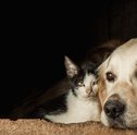 Conheças as principais plantas tóxicas para animais de estimação