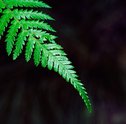 Saiba como cuidar de samambaia e recuperar a plantinha