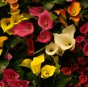 Aprenda como cultivar callas com a Giuliana Flores