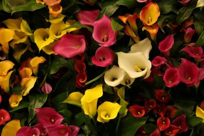 Aprenda como cultivar callas com a Giuliana Flores