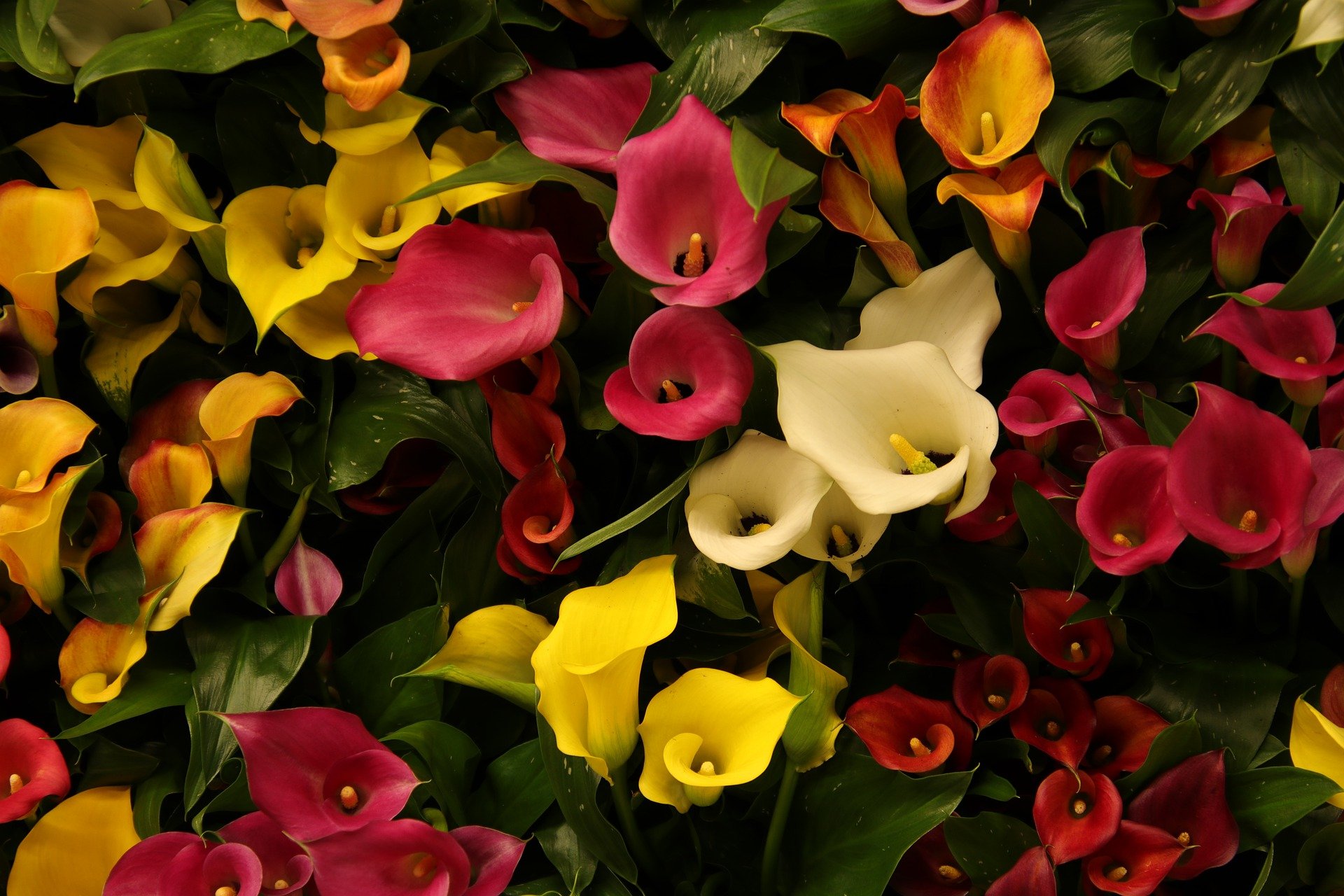 Aprenda como cultivar callas com a Giuliana Flores