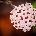 Saiba como plantar e cuidar da sua flor de cera