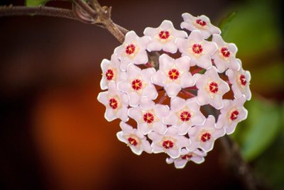 Saiba como plantar e cuidar da sua flor de cera