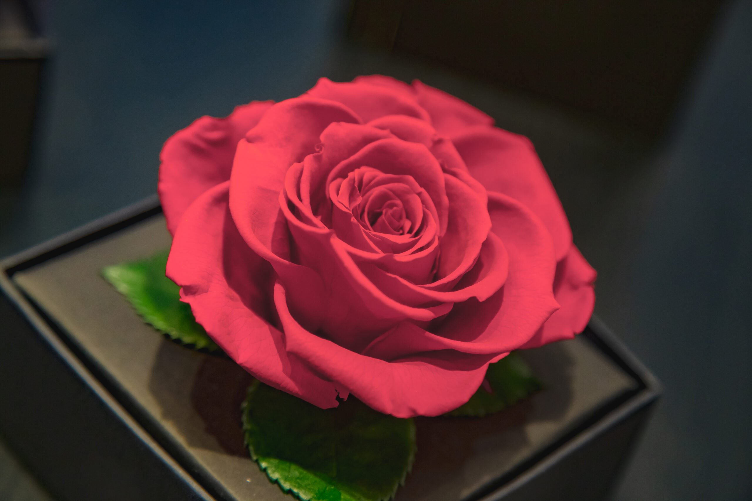 Aprenda como cuidar da Rosa Encantada