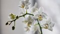Confira o significado das orquídeas de acordo com sua cor