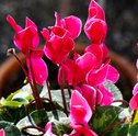 Flores resistentes ao frio: saiba como decorar a casa no inverno