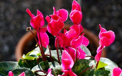 Flores resistentes ao frio: saiba como decorar a casa no inverno