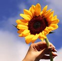 Conheça o Girassol: uma Flor Exótica e Cheia de Qualidades