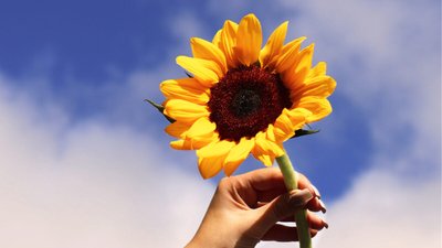Conheça o Girassol: uma Flor Exótica e Cheia de Qualidades