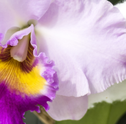 Conheça as 7 espécies de orquídeas raras no mundo