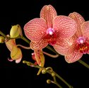 Conheça as melhores orquídeas para decoração