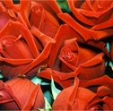 Qual a flor mais vendida na história da Giuliana Flores?