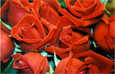 Qual a flor mais vendida na história da Giuliana Flores?
