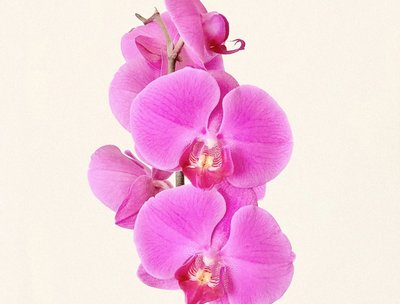 Festival de orquídeas- sua casa mais elegante!