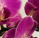 Saiba Como Cuidar das Orquídeas Bambu