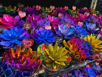 7 tendências de flores e plantas
