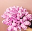 Tudo sobre rosas: descubra o poder dessa flor única