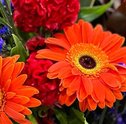 Flower Food: conheça os benefícios do super nutriente para suas flores