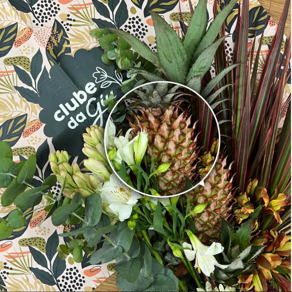 Ananas Bracteatus: conheça mais sobre essa planta exótica e tropical