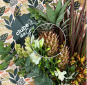 Ananas Bracteatus: conheça mais sobre essa planta exótica e tropical