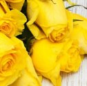 Qual o significado das rosas amarelas: inspire-se no seu significado