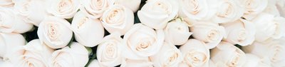 Qual o significado das rosas brancas? Descubra!
