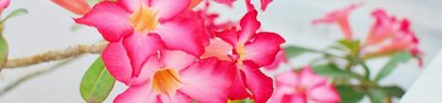 Rosas do deserto: beleza exótica e resiliência deslumbrante
