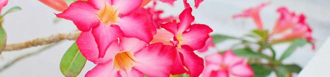 Rosas do deserto: beleza exótica e resiliência deslumbrante