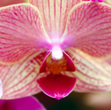 Tudo sobre Orquídeas