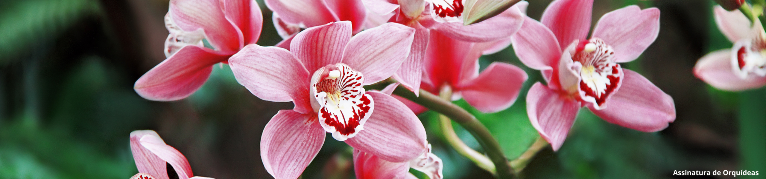 Assinatura de Orquídeas: conheça o Clube da Giu