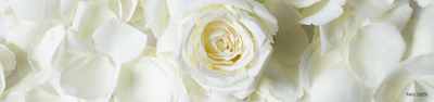 Flores para Decorar a Mesa de Ano Novo: Significados e Dicas para uma Decoração Elegante