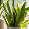 Como escolher as plantas certas para cada cantinho da sua casa
