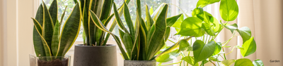 Como escolher as plantas certas para cada cantinho da sua casa
