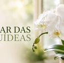 Como cuidar de orquídeas: o guia completo (e sem mistério) para fazer sua flor durar muito mais