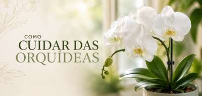 Como cuidar de orquídeas: o guia completo (e sem mistério) para fazer sua flor durar muito mais