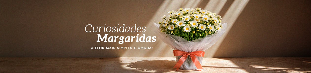 Margarida: significado e curiosidades da flor mais simples e amada