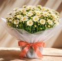 Margarida: significado e curiosidades da flor mais simples e amada