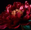 Peônias: tudo sobre a flor queridinha do momento