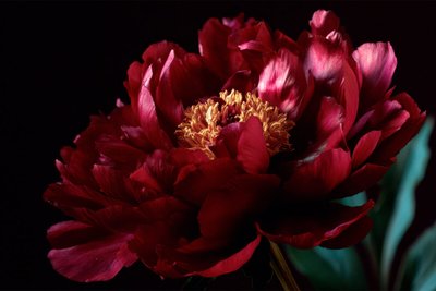 Peônias: tudo sobre a flor queridinha do momento