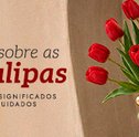 Tulipas: guia de cores, significados e cuidados