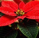 Flor de Natal: qual escolher e como cuidar da sua para durar até o Ano Novo